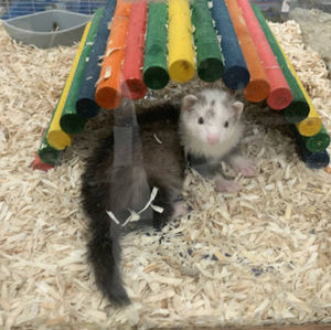 Meet your Posher, Kassidy